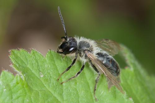Andrena sp.